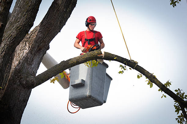 Best Tree Health Inspection  in Hawarden, IA