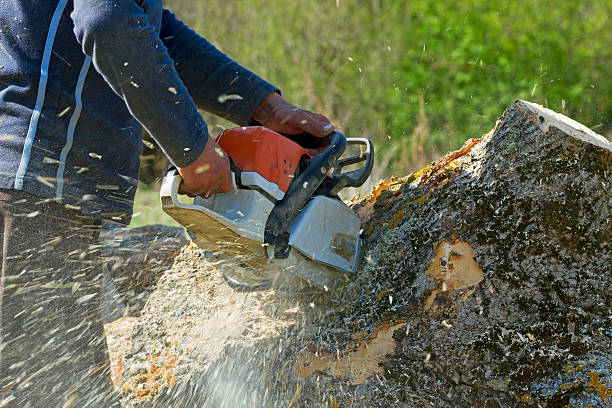 Best Organic Lawn Care Solutions  in Hawarden, IA